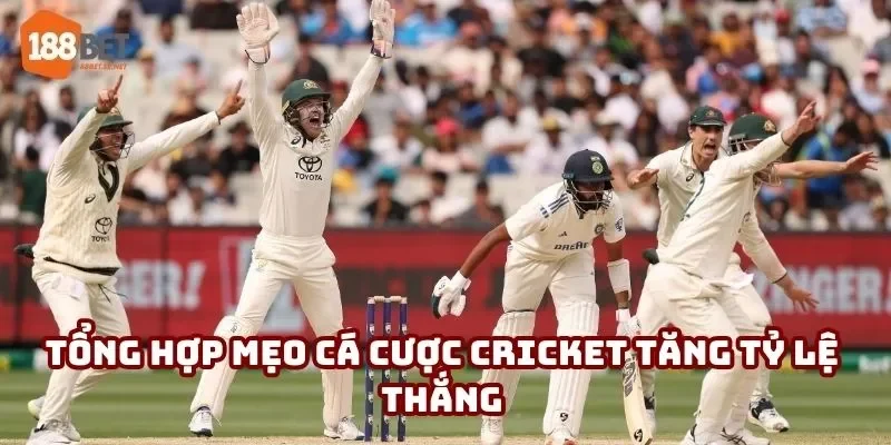 Tổng hợp mẹo cá cược Cricket tăng tỷ lệ thắng